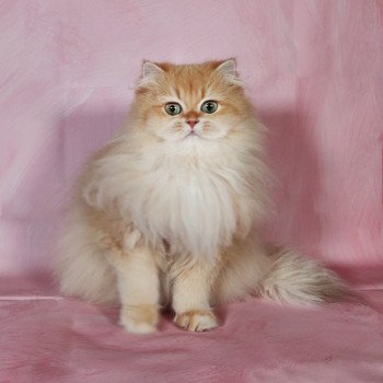 Championne Noble Teddy House N*Panda Femelle British Longhair