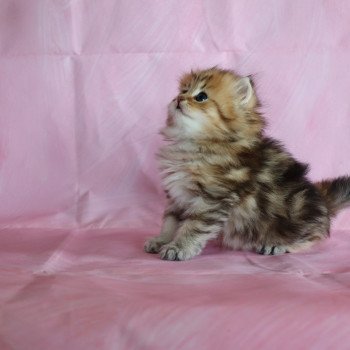 chaton British Longhair black golden blotched tabby Ulysse d'Allegria Chatterie Allegria