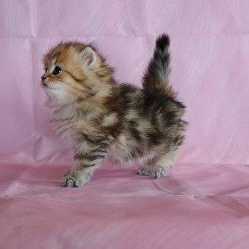 chaton British Longhair black golden blotched tabby Ulysse d'Allegria Chatterie Allegria