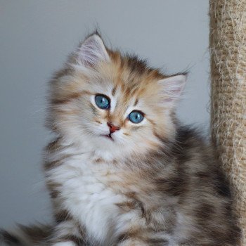 chaton British Longhair black golden blotched tabby Ulysse d'Allegria Chatterie Allegria