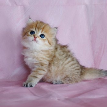 chaton British Longhair black golden mackerel tabby Urania Chatterie Allegria