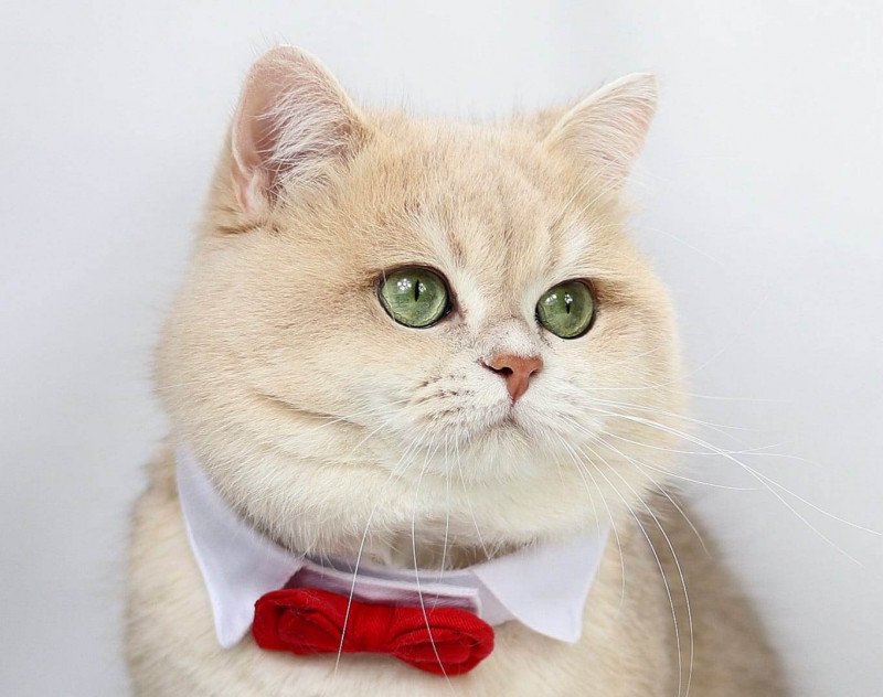 Atlant Mâle British Shorthair Atlant Mâle British Shorthair