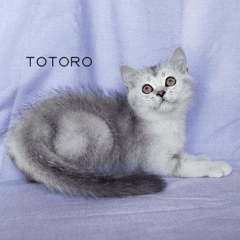 chaton Scottish Straight black silver shaded Totoro d'Allegria Chatterie Allegria